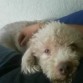 katito colol de kape